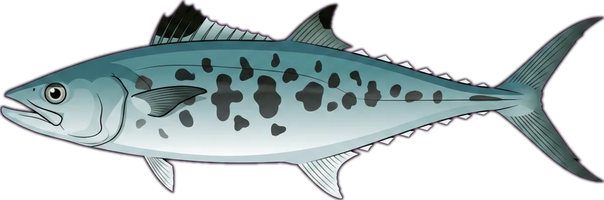 School Mackerel illustration