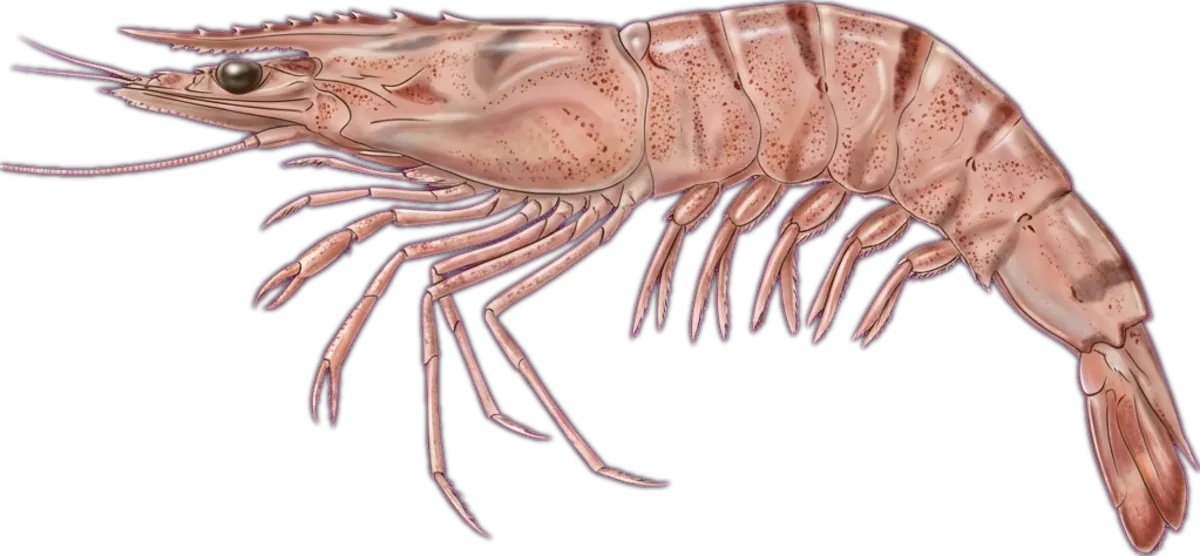 School Prawn illustration