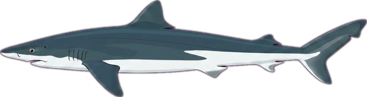 School Shark illustration
