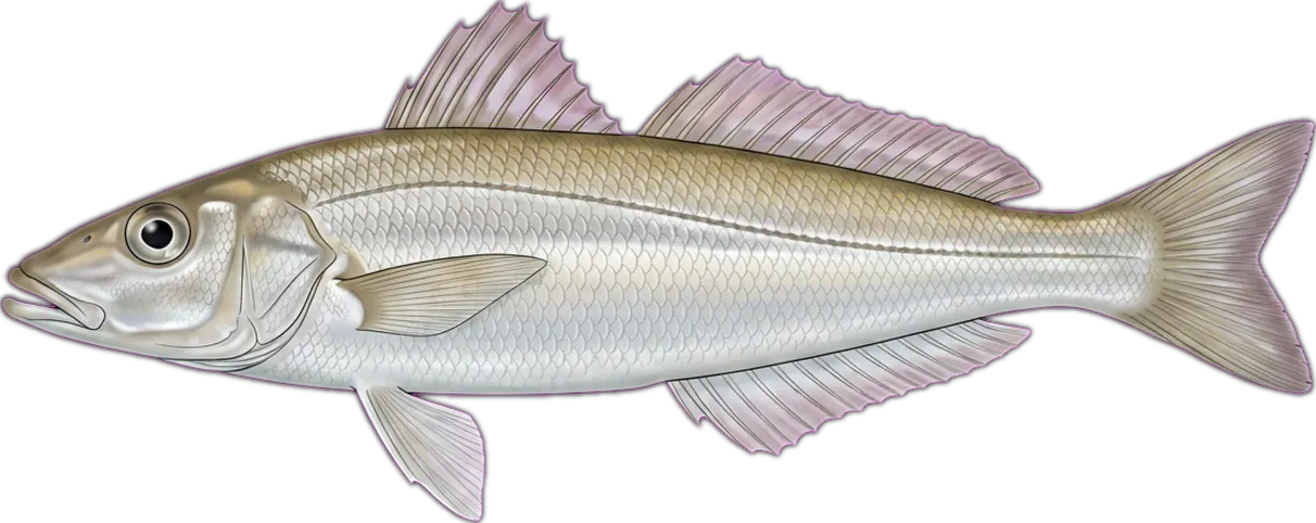 School Whiting illustration