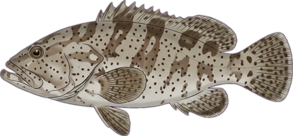 Scribbled Grouper illustration