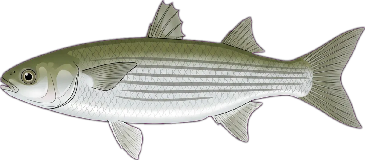 Sea Mullet illustration