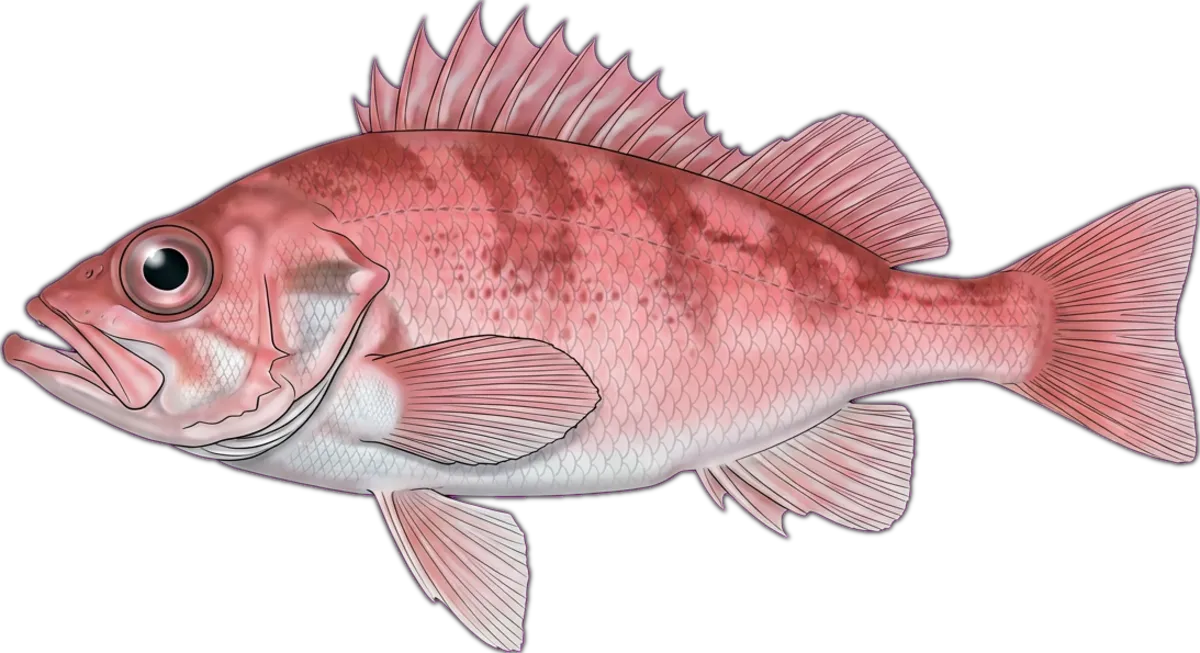 Sea Perch (Deepwater) illustration