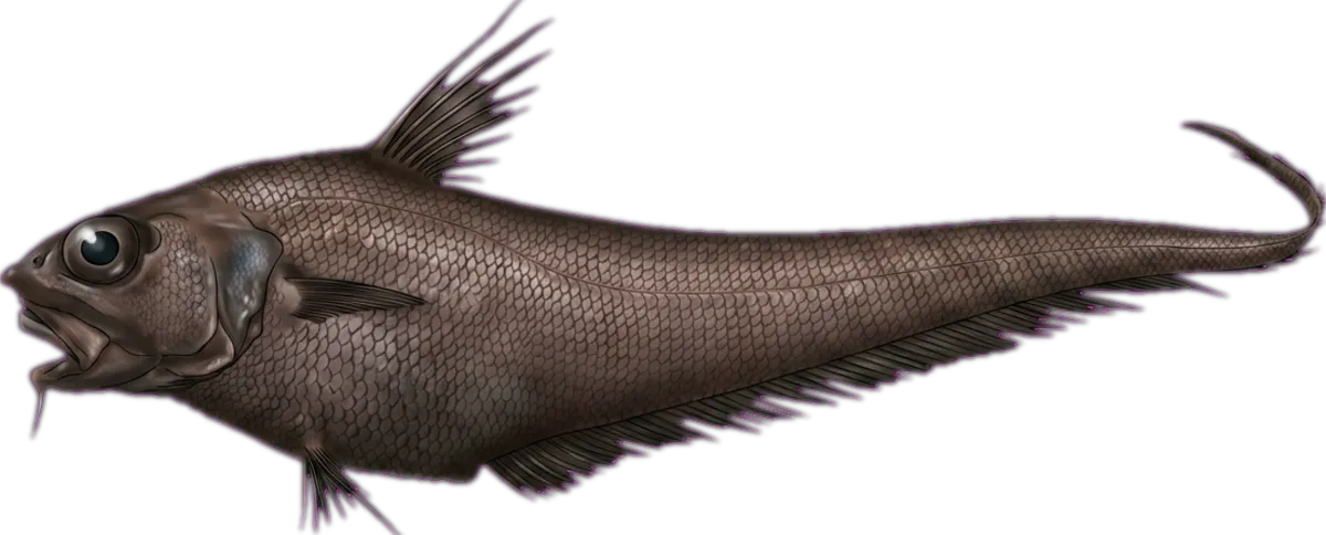 Serrulate Whiptail illustration