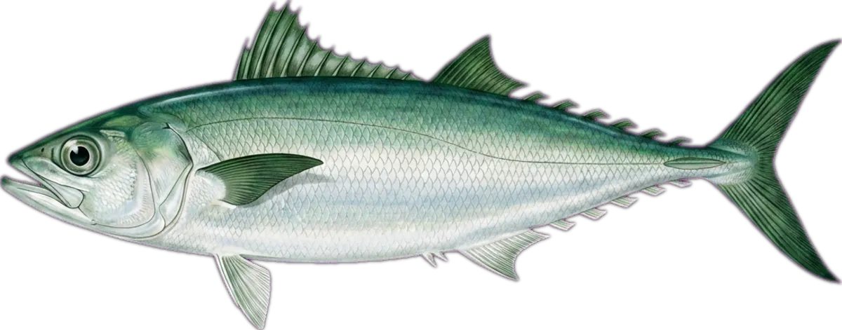 Shark Mackerel illustration