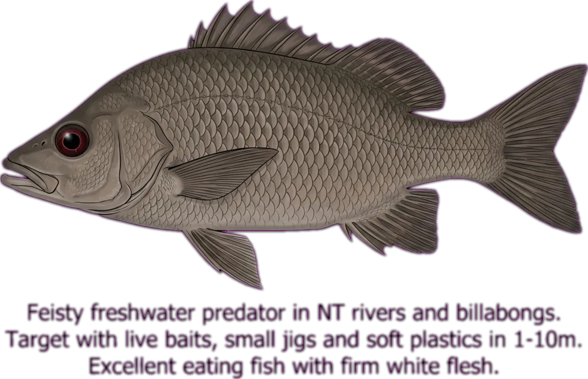 Sharpnose Grunter illustration