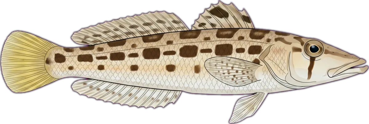 Sharpnose Sandperch illustration
