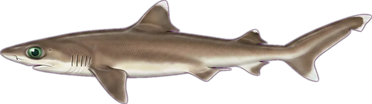 Sharpnose Sevengill illustration