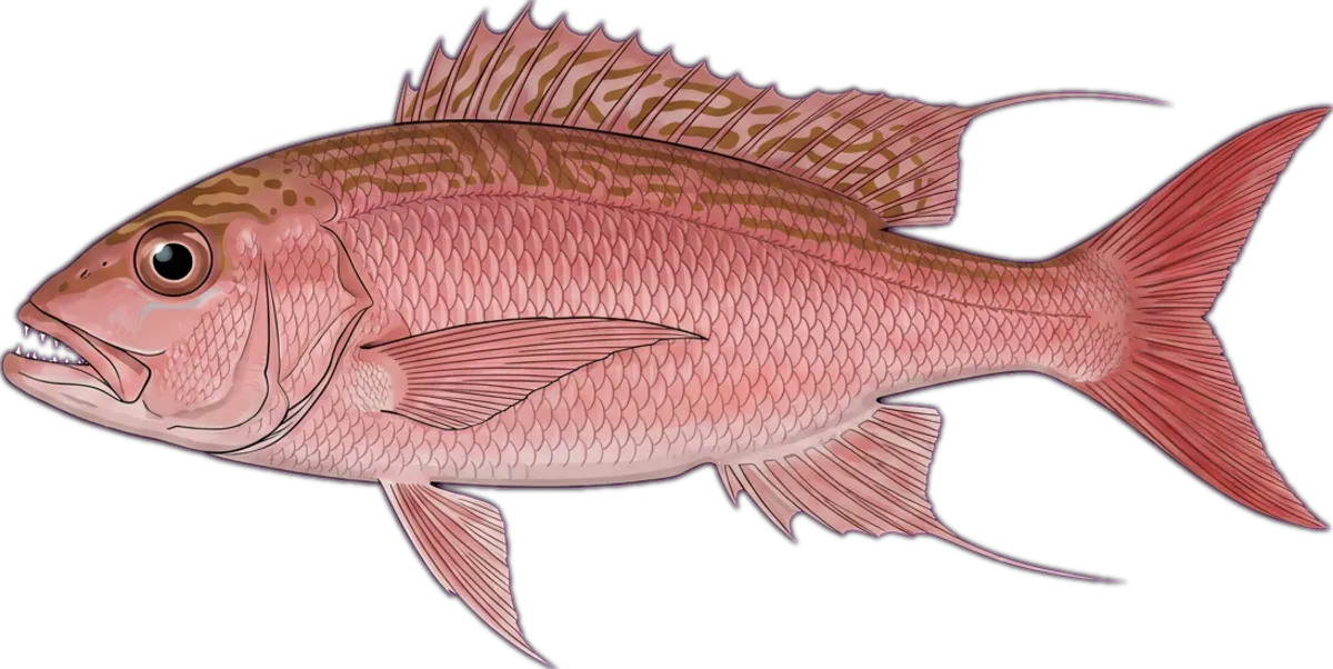 Sharptooth Jobfish illustration