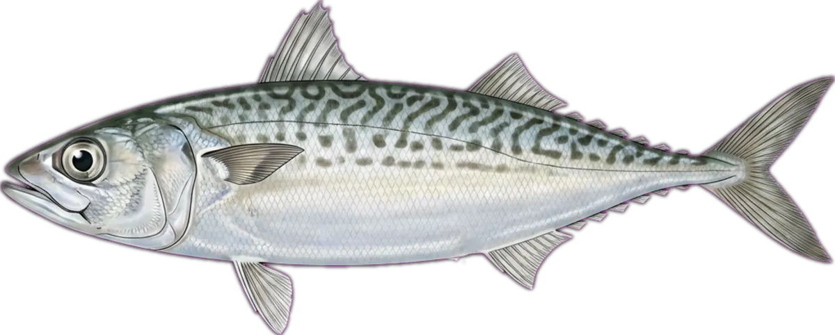 Short Mackerel illustration