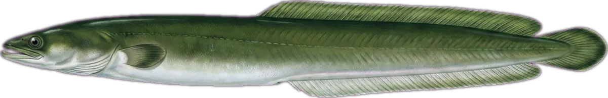 Shortfin Eel illustration