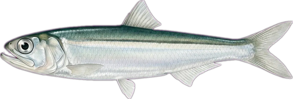 Shorthead Anchovy illustration