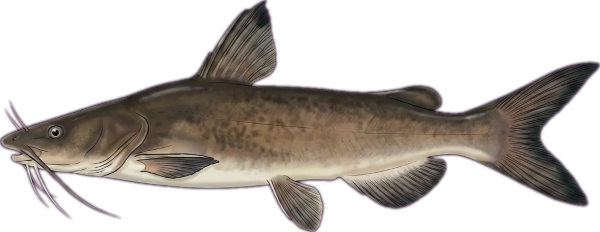 Shovelnose Catfish illustration