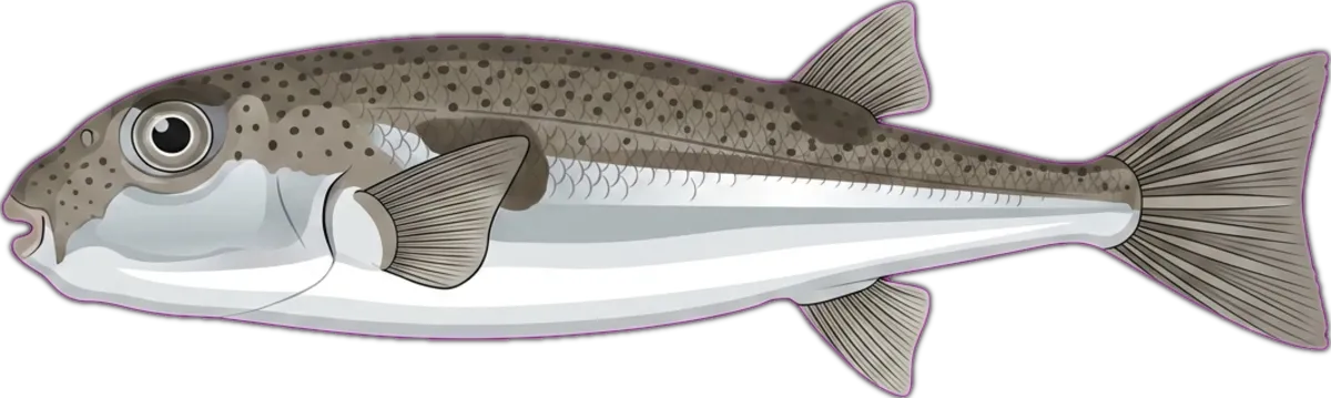 Silver Toadfish illustration
