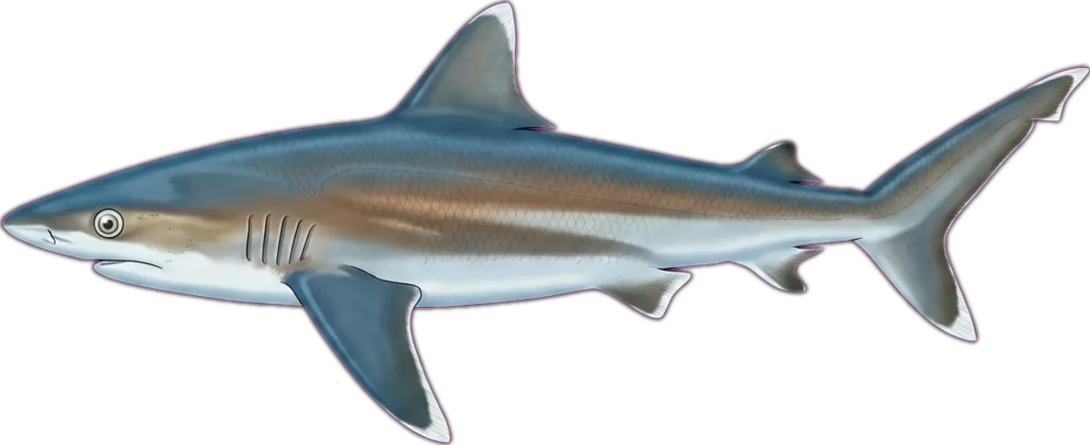 Silvertip Shark illustration