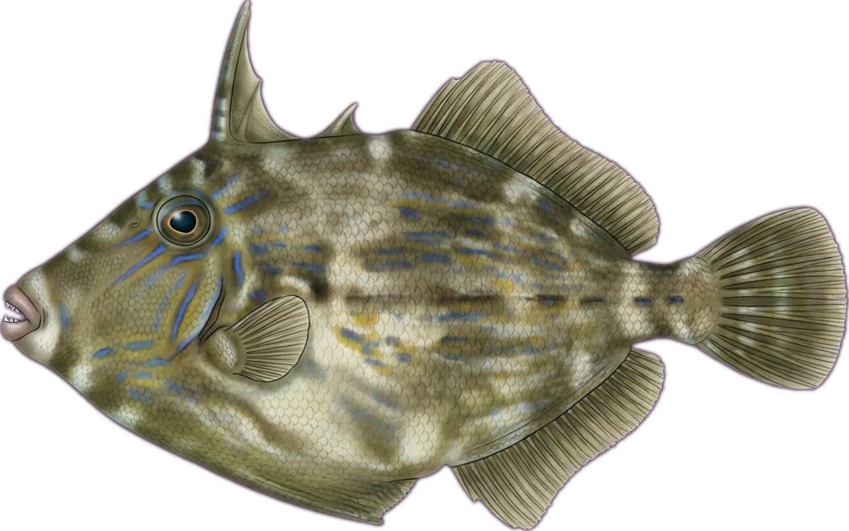 Six-spine Leatherjacket illustration
