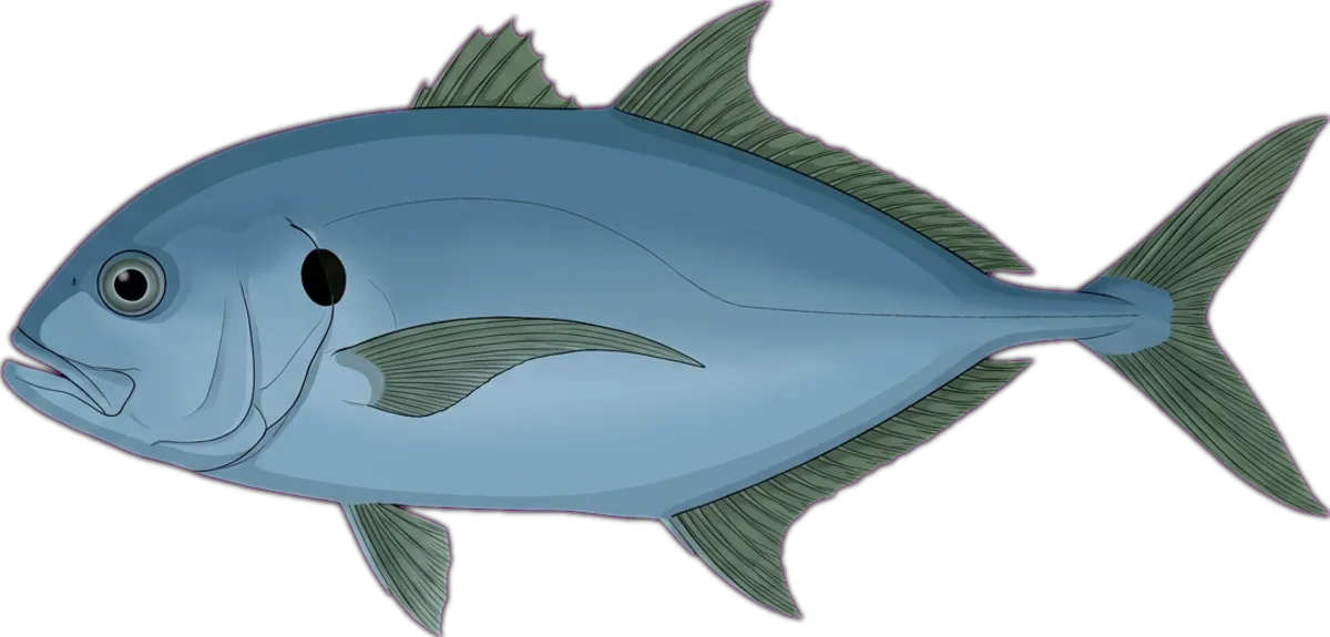 Skipjack Trevally illustration