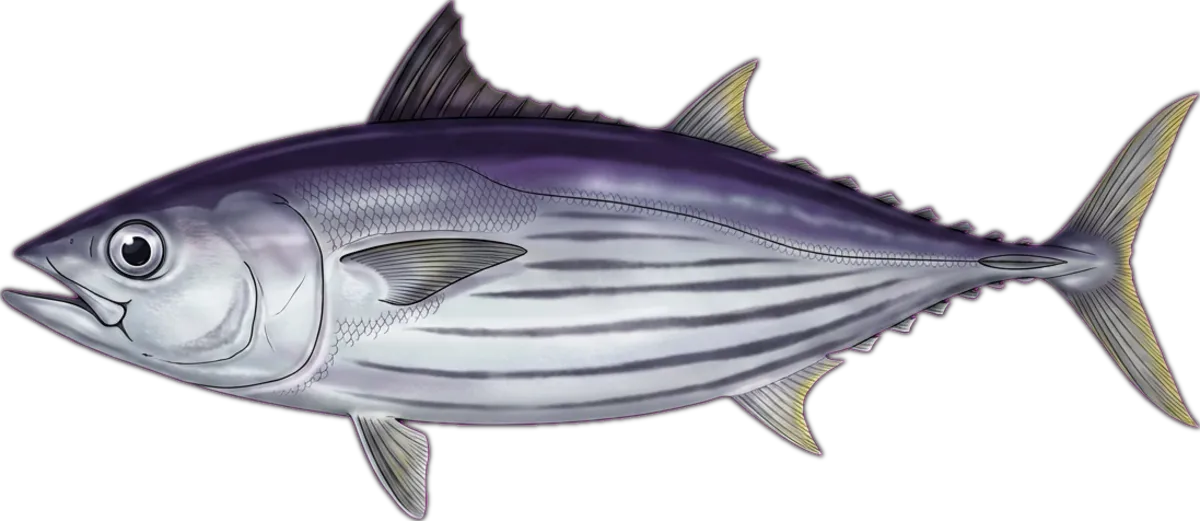 Skipjack Tuna illustration