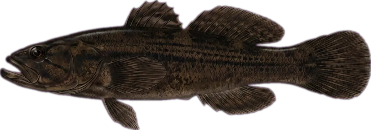 Sleepy Cod illustration