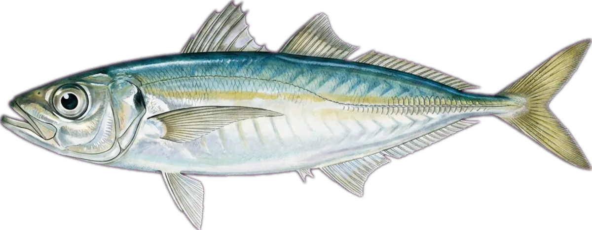 Slender Scad illustration