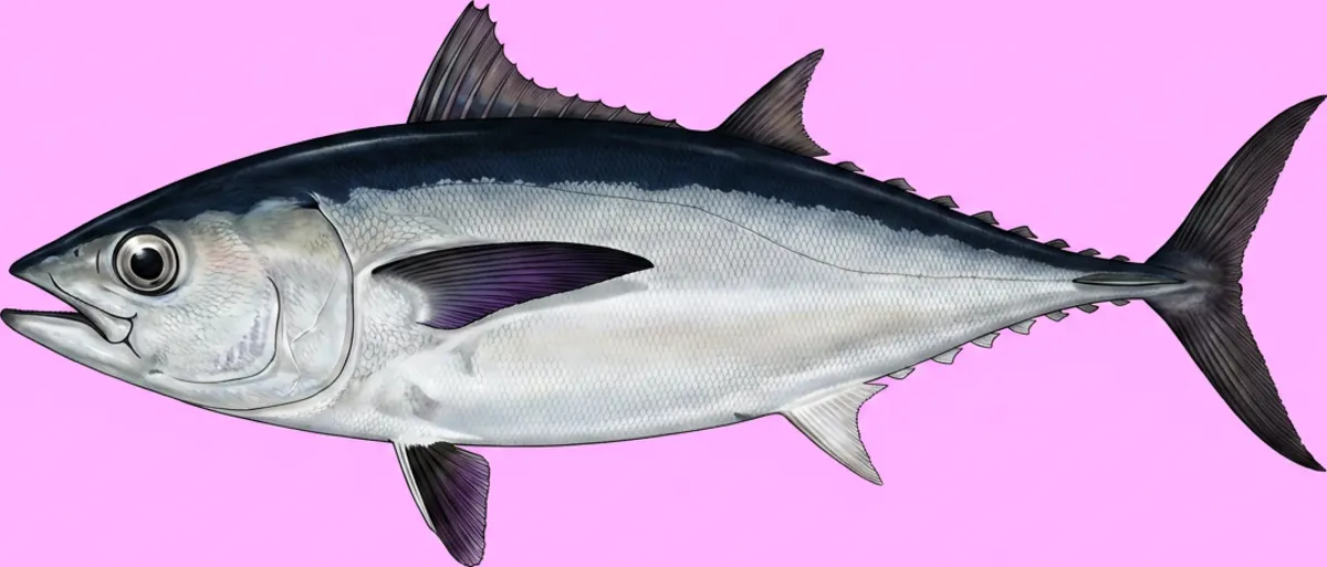 Slender Tuna illustration