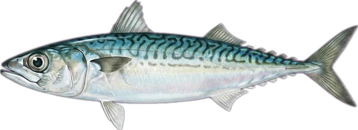 Slimy Mackerel illustration