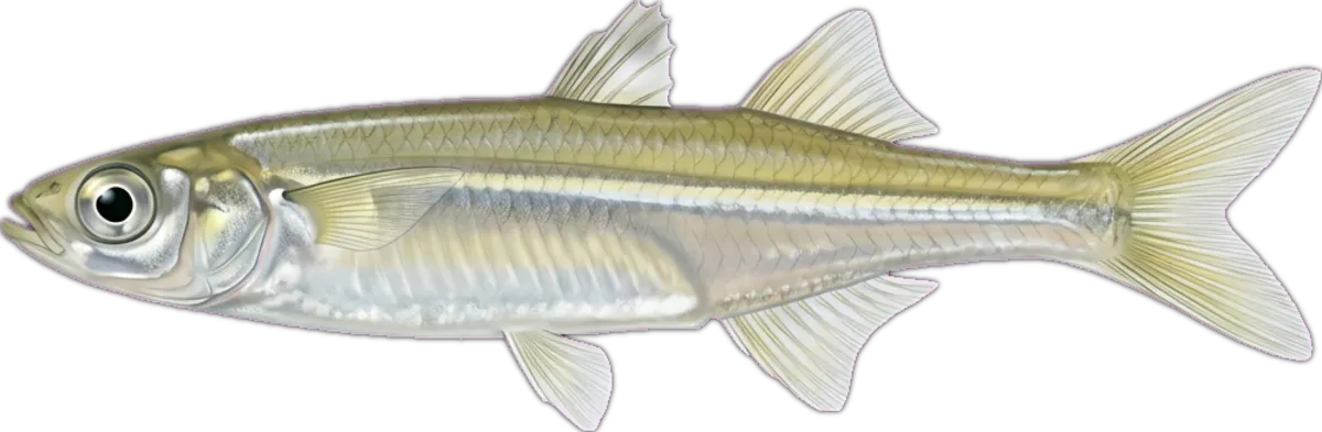 Smallmouth Hardyhead illustration