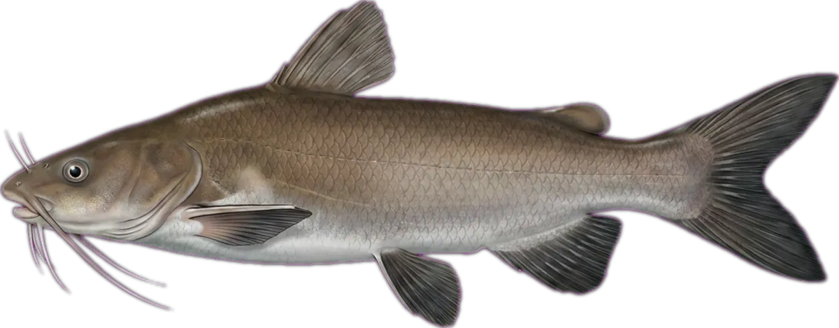 Smallmouth Salmon Catfish illustration