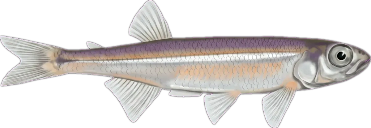 Australian Smelt illustration