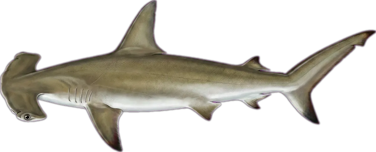 Smooth Hammerhead illustration