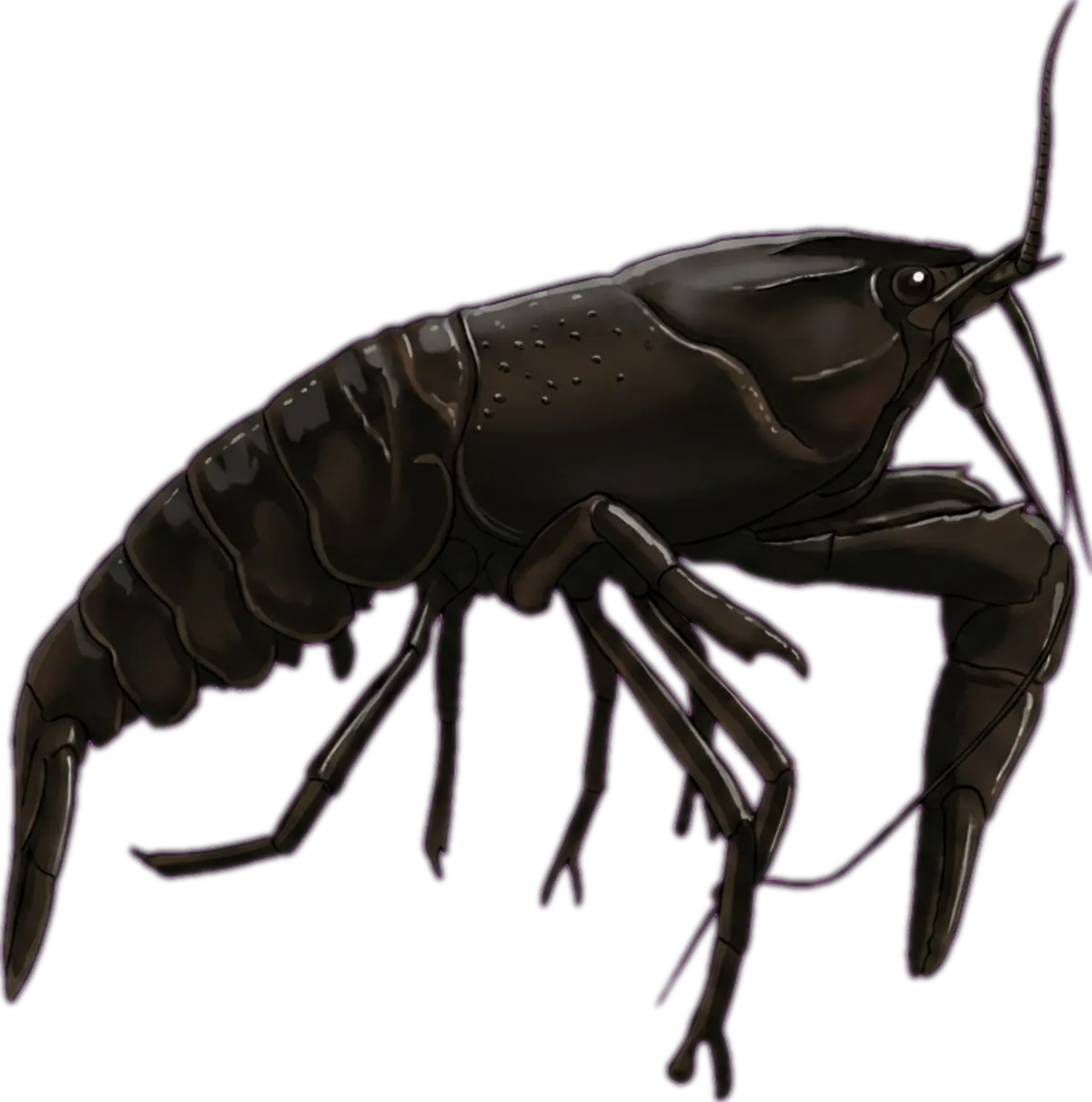 Smooth Marron illustration