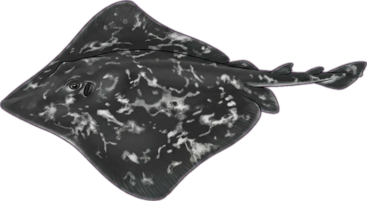 Smooth Stingray illustration
