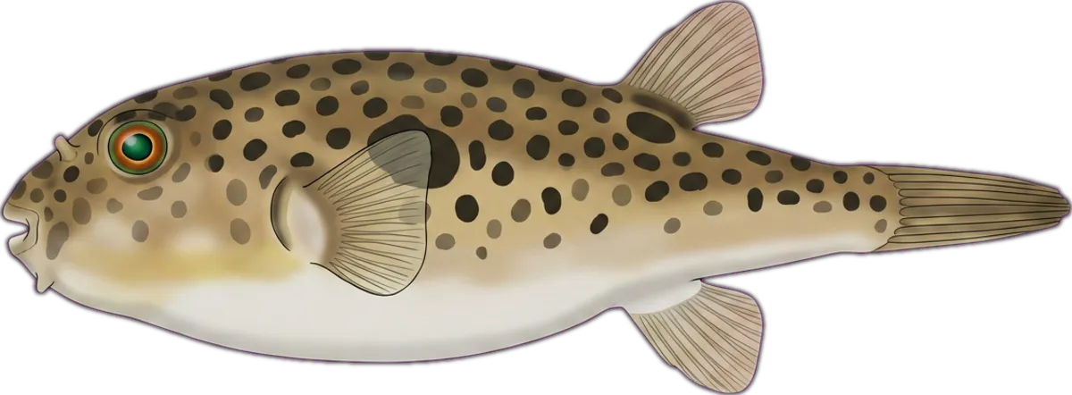 Smooth Toadfish illustration
