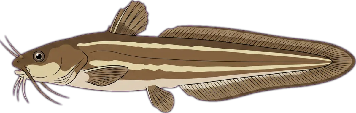 Eel-tail Catfish illustration