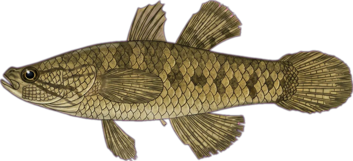Snakehead Gudgeon illustration