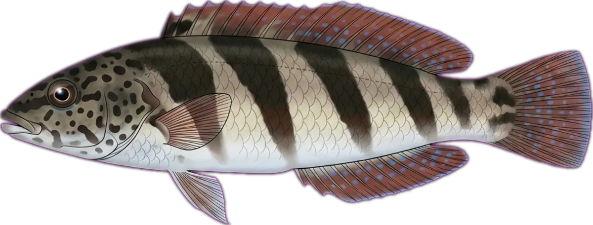 Snakeskin Wrasse illustration