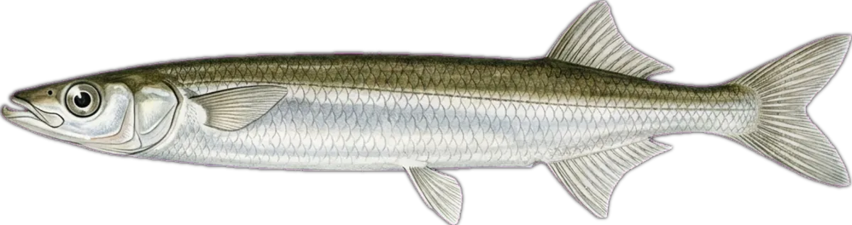 Snub-nosed Garfish illustration