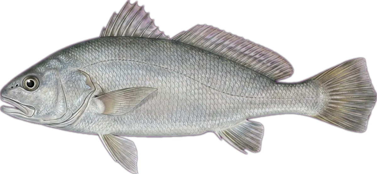 Soldier Croaker illustration