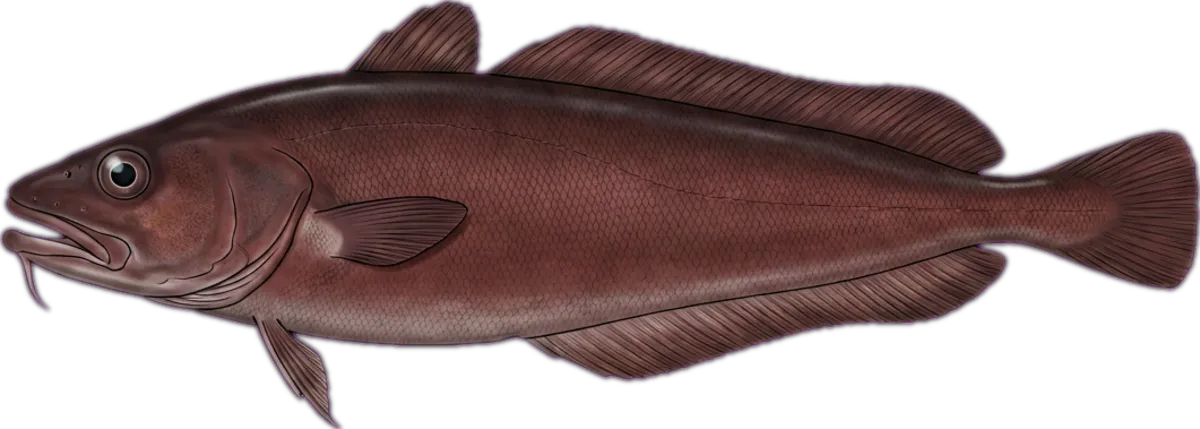 Southern Bastard Cod illustration