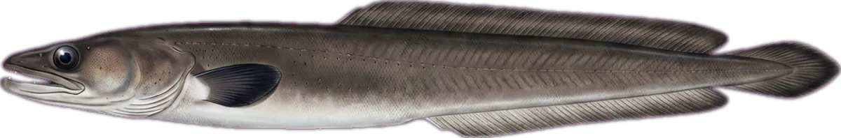 Southern Conger Eel illustration