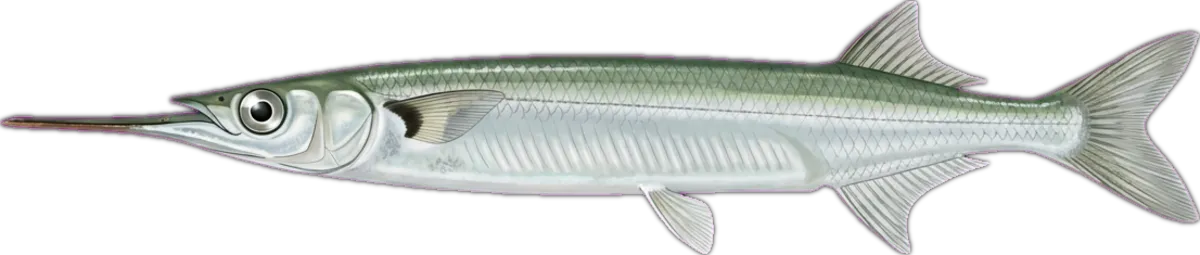 Southern Garfish illustration