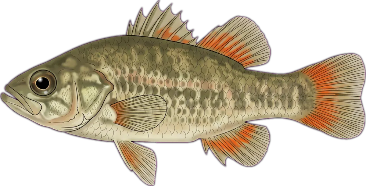 Southern Pygmy Perch illustration