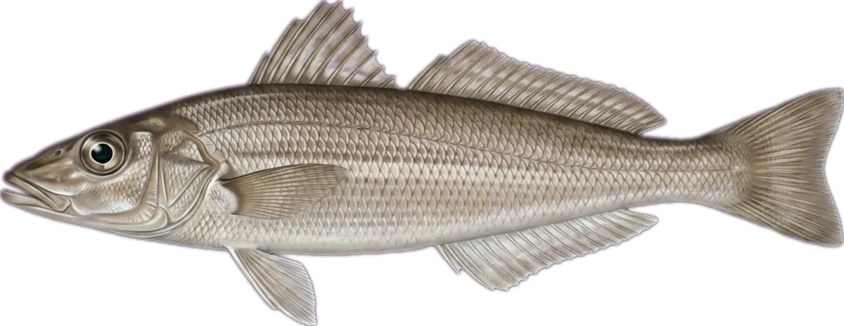 Southern School Whiting illustration