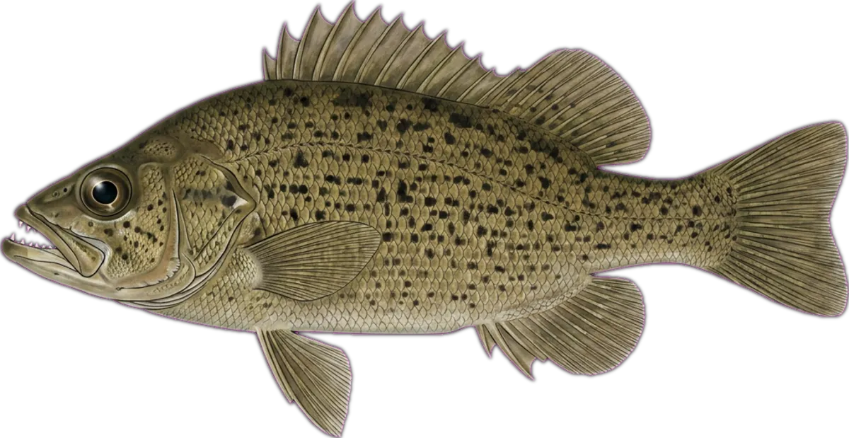 Spangled Perch illustration