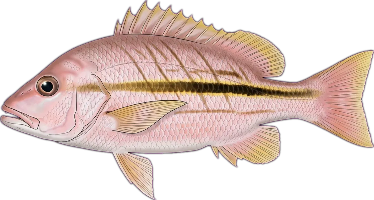Spanish Flag Snapper illustration