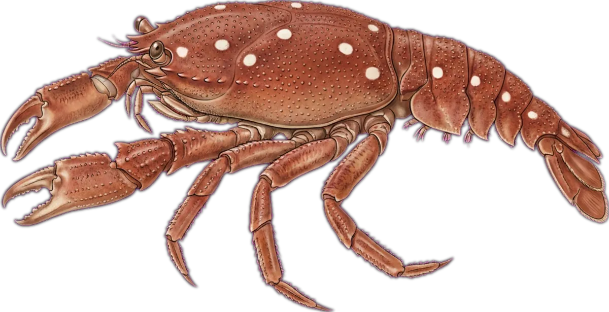 Spanner Crab illustration