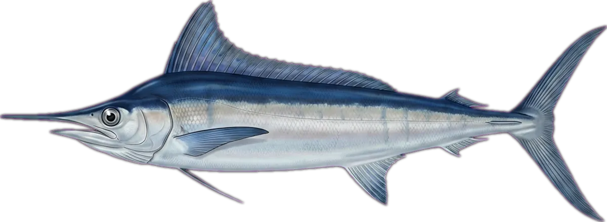 Shortbill Spearfish illustration