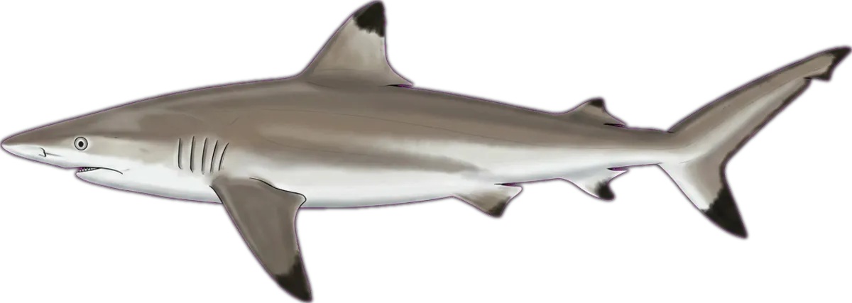 Spinner Shark illustration