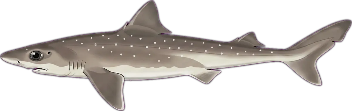 Spiny Dogfish illustration