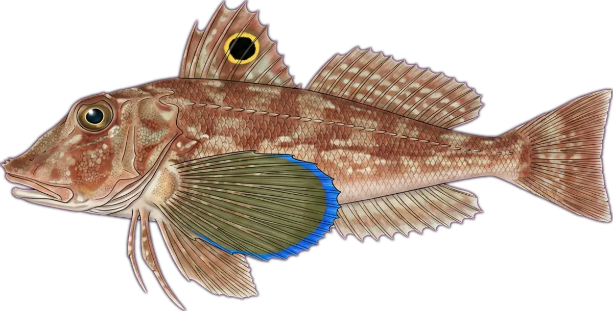 Spiny Gurnard illustration